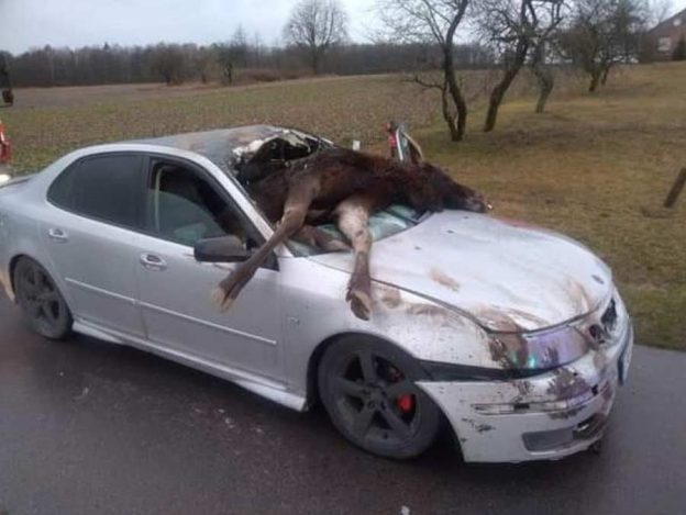 Saab collided with an Moose. The animal fell inside car, it had to be ...