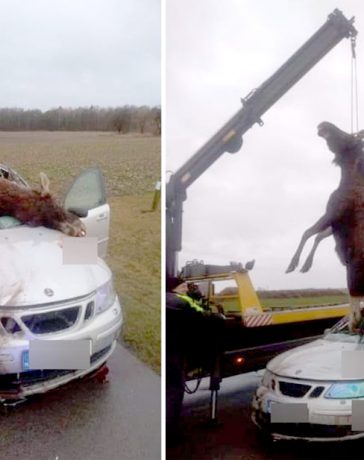 Saab Moose collided