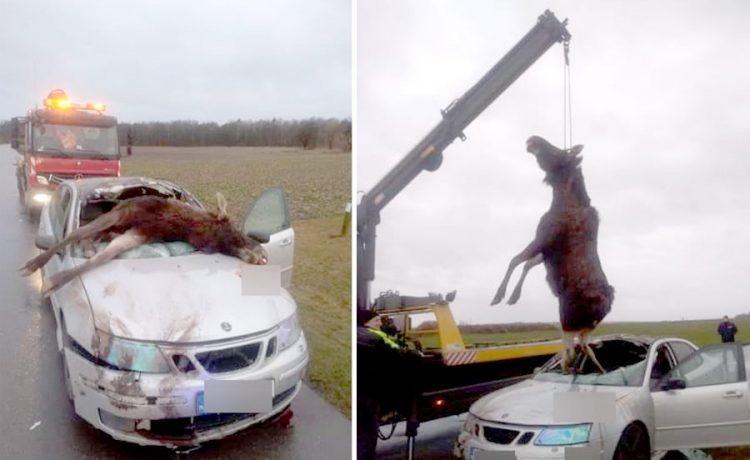 Saab Moose collided