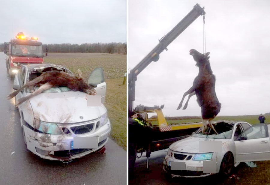 Saab Moose collided