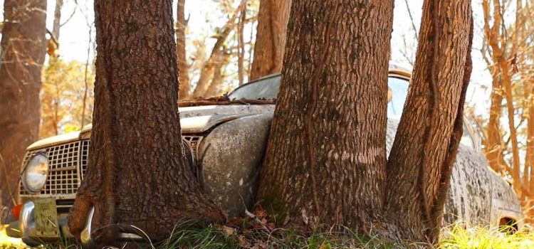 Abandoned Saab 96, a car swallowed by the forest