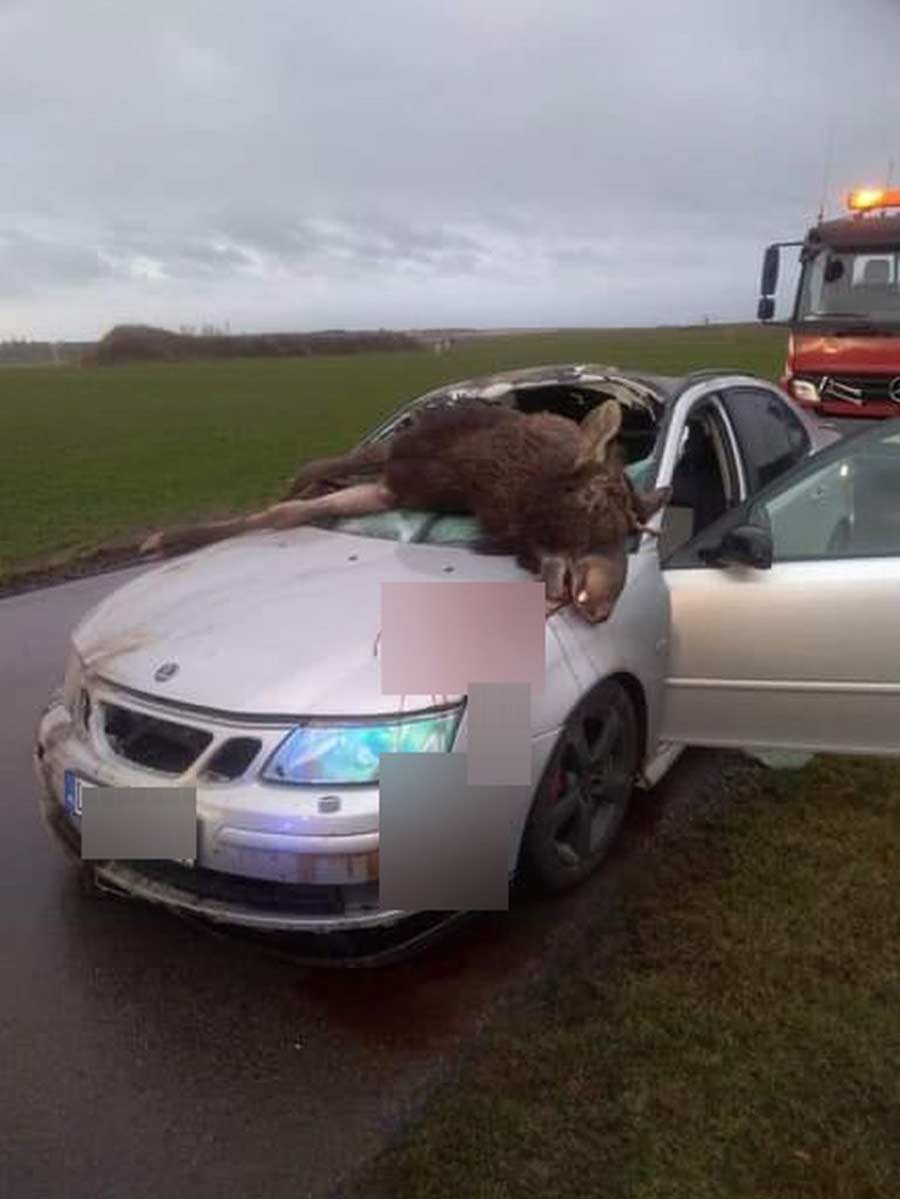 The impact was so strong that the moose ended up in the cab of the car