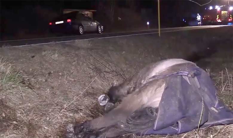 Tragedy on the roads as loose Pony dies after being hit by car