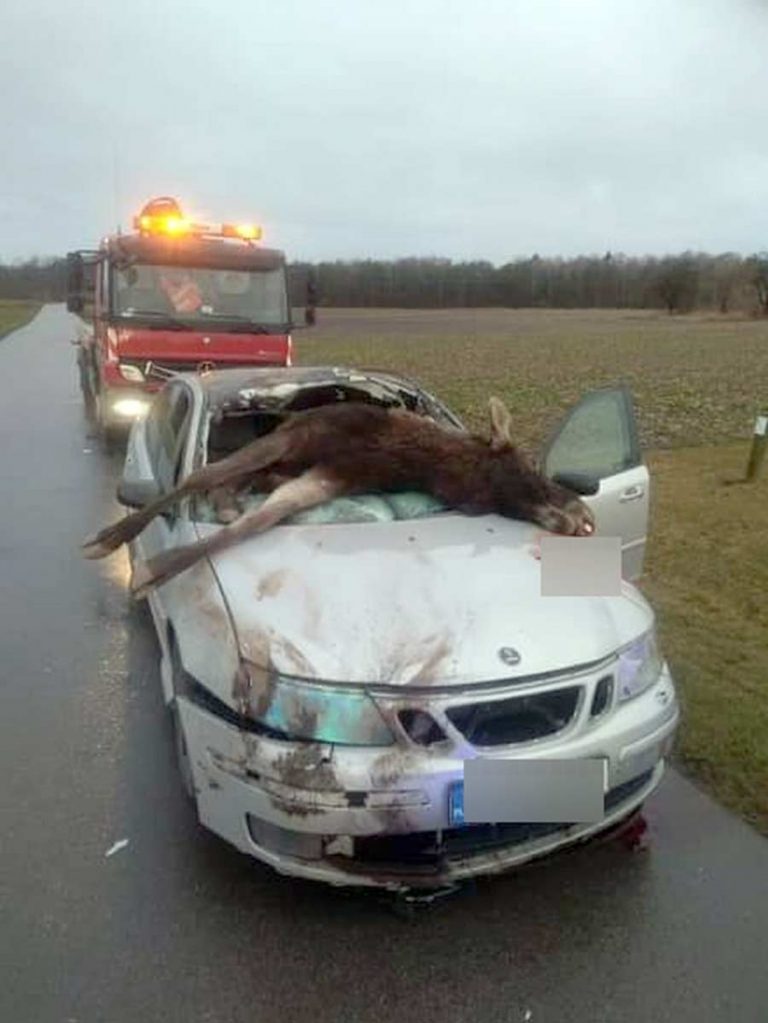 Saab collided with an Moose. The animal fell inside car, it had to be ...