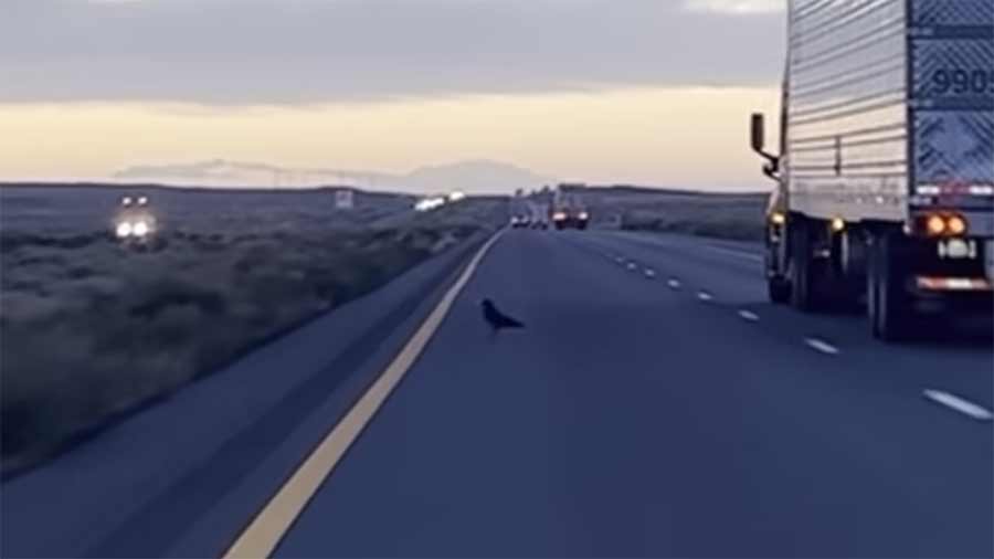 A lone bird pauses on the highway, one of the few wildlife encounters during the Saab 9-5 Aero's record-breaking Cannonball journey.